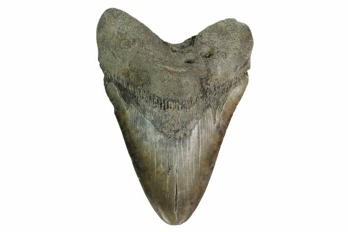 Fossil Megalodon Tooth - South Carolina #171120